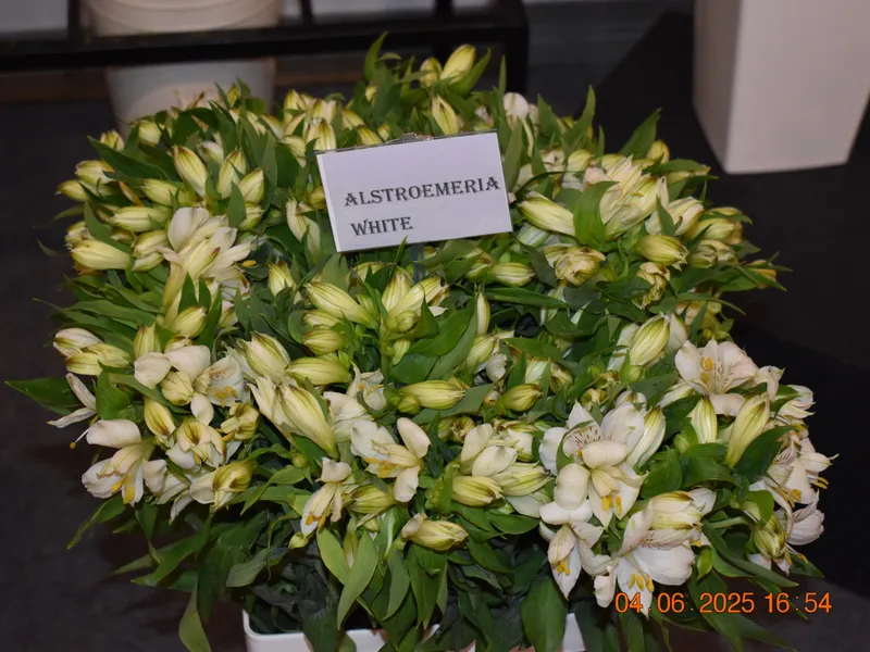 Fresh cut flowers